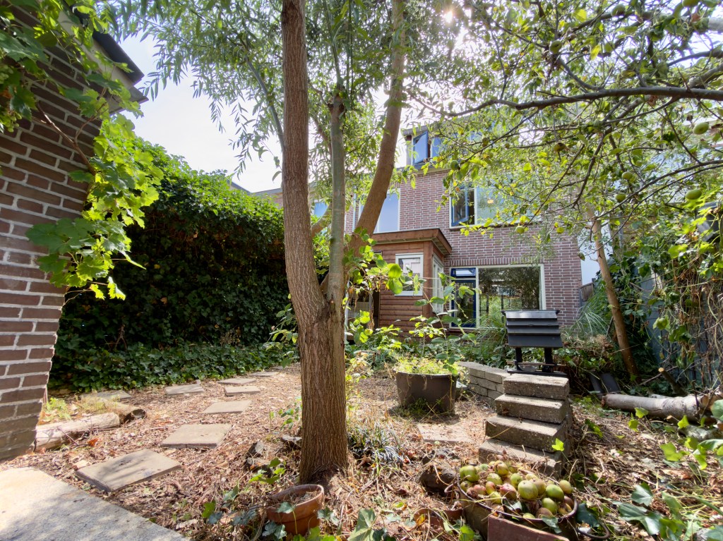 Back garden