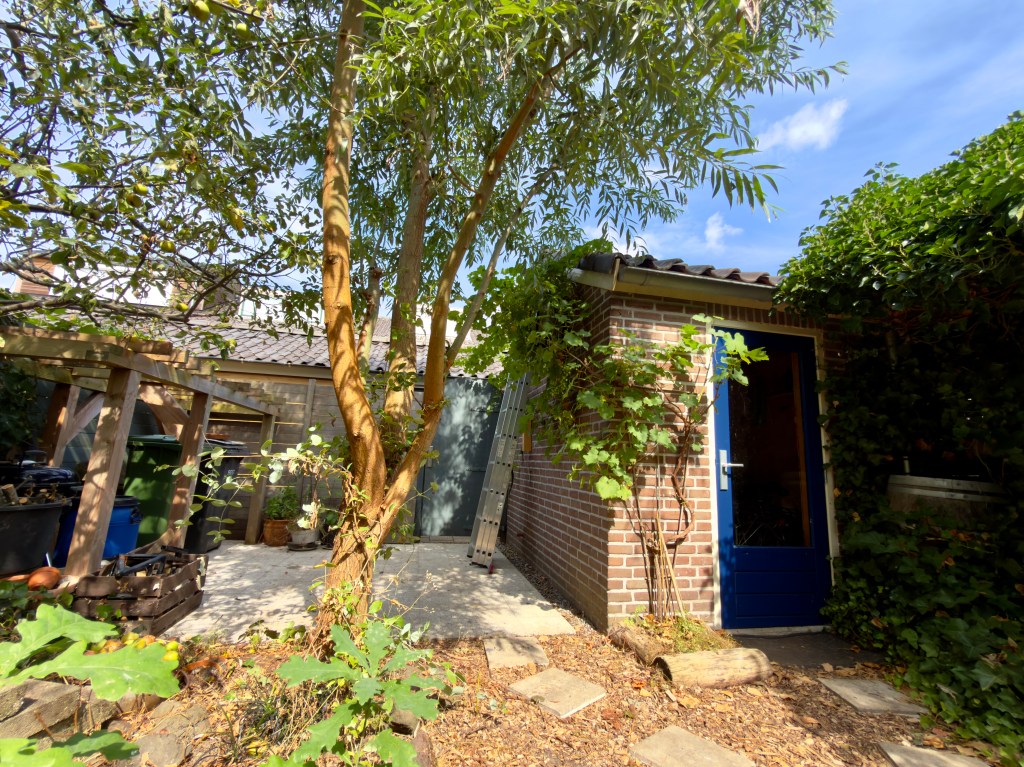 Back garden